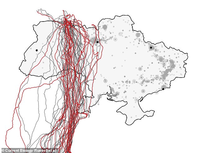 The team was already studying the species and had equipped the eagles with GPS tracking devices. This allowed them to compare movement and migration before and shortly after the Russian invasion in February 2022.