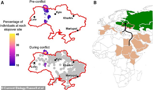 Researchers at the University of East Anglia found that shortly after the Russian invasion of Ukraine, the birds' usual migratory course was altered