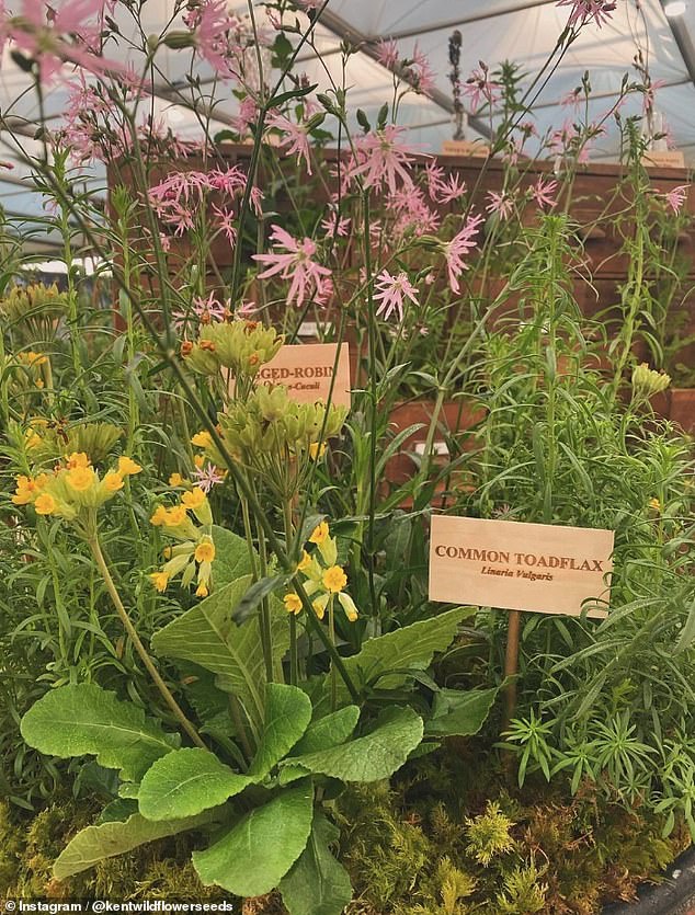 The final results were stunning, with a variety of wildflowers including yellow rattlesnake, common toadflax and tattered robin.