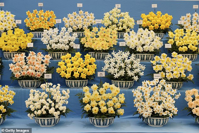 Daffodils, including 'King Charles', are on display on press day at the RHS Chelsea Flower Show at the Royal Hospital Chelsea.