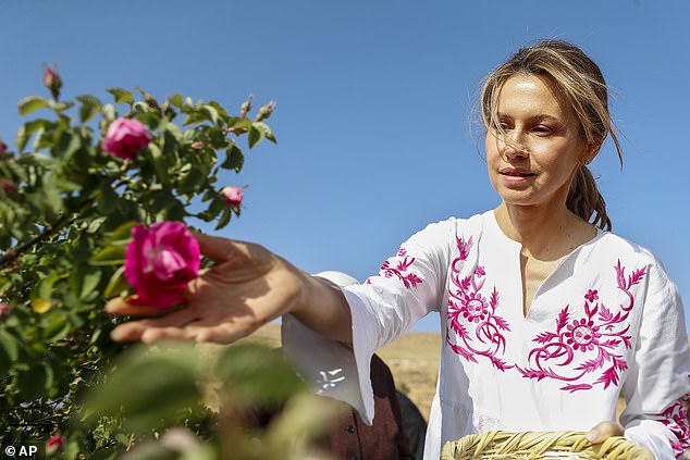 Asma Assad picks roses during the Damask Rose Harvest Festival in the village of al-Marah in the mountainous region of Qalamoun, Syria, on May 25, 2023.