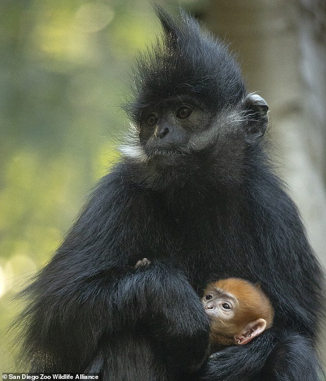 Baby Francois langurs are born with distinctive orange fur that darkens to black as they grow.