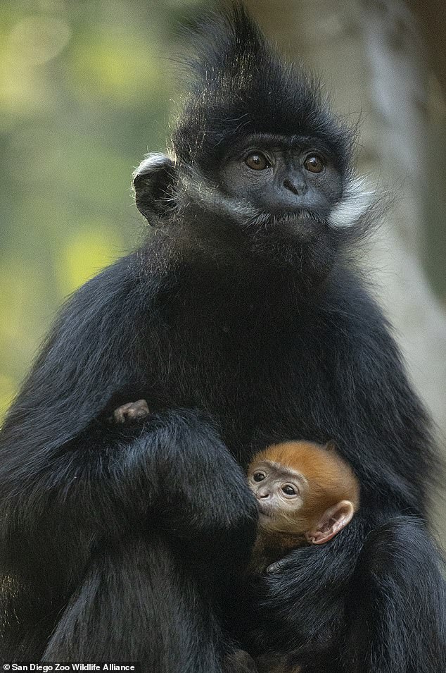 11-year-old mother is first monkey trained to undergo ultrasounds at zoo