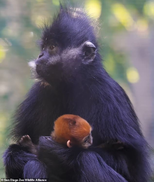 Francois langurs, also known as Francois leaf monkeys, are native to northeastern Vietnam and southwestern China and there are just over 2,000 left in the world.