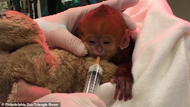 In 2021, a Francois' langur monkey named Qúy Báu was born at the Philadelphia Zoo. (in the photo: veterinarians feed the baby after his birth)