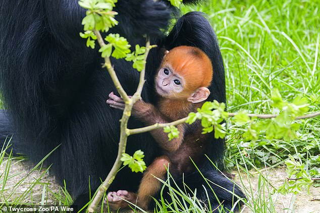 Another Francois' langur was welcomed into the world in March at Twycross Zoo in Leicestershire, England. (in the photo: the baby clinging to his 17-year-old mother)