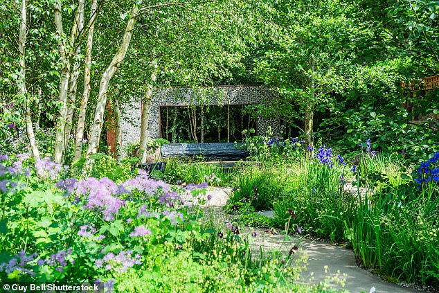 The garden seeks an 'underplanted' effect with 40 birch trees to create a grove and only a few flowers.