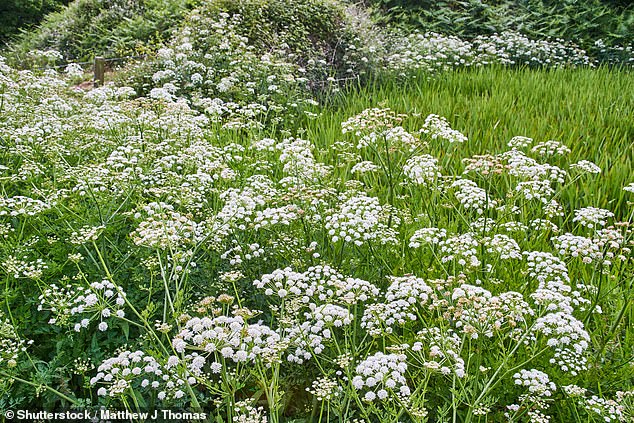 Patio experts at Armstrong Cheshire told FEMAIL about a clever trick to rid your garden of weeds - and all you need is a kettle (archive image from Hemlock Water Dropworld)