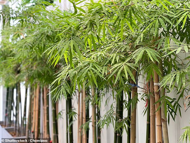 One person said that the 15-foot tall bamboo trees that were already in the backyard when they bought their house are 