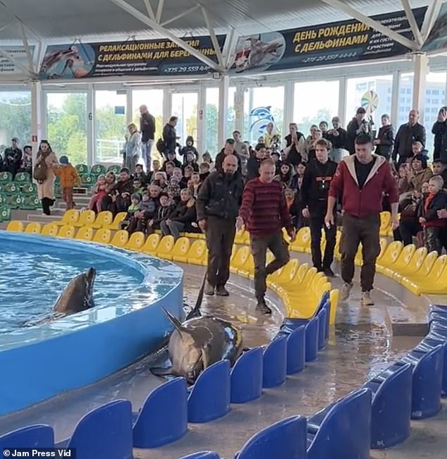 Visitors to the amusement center watch and film the disturbing scenes from their seats before a group approaches the mammal.