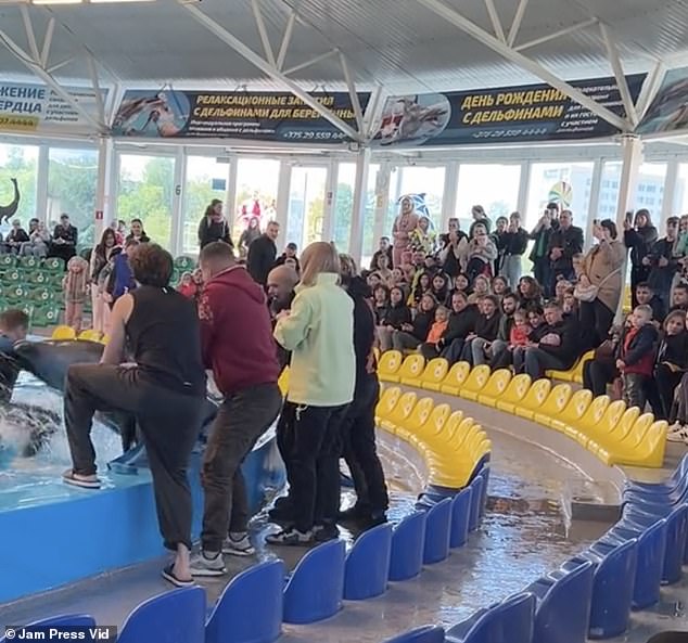 Staff members work to transport him back to the pen using a towel, while the crowd applauds as he is returned to the tank.