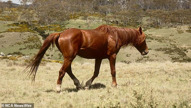 NSW Environment Minister Penny Sharpe confirmed 260 brumbies from the national park had been resettled on the Wagga Wagga property. A brumby is shown