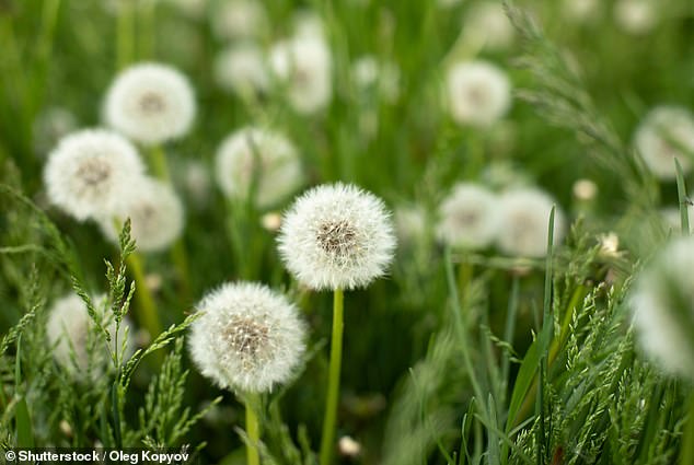 Dandelions can encourage a fruitful harvest by attracting pollinators. They are also a key part of the ecosystem (file image)