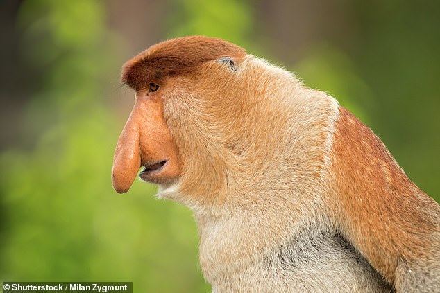 Proboscis monkeys are endemic to Borneo and have been called one of the ugliest animals in the world thanks to their unsightly noses.