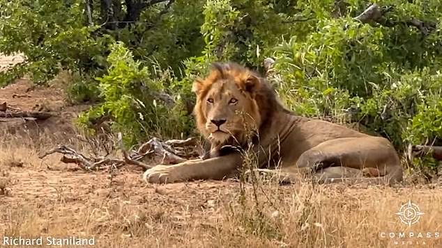 Richard Sandiland was visiting Kroger National Park, South Africa, when he saw the trapped tourists.