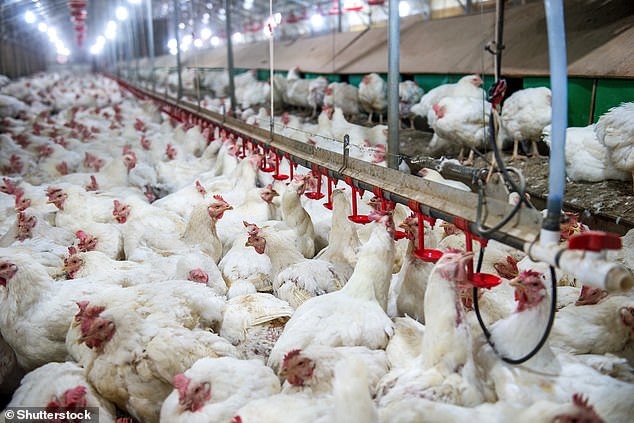 All bird species are believed to be susceptible to the deadly H5N1, which has also been detected in more than 50 mammal species, including humans. Chickens on a factory farm