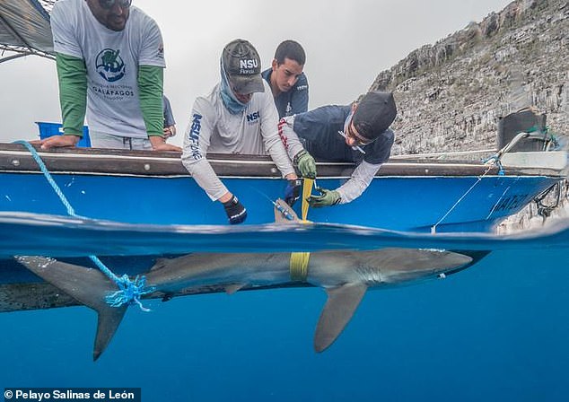 Genie was tagged by scientists before embarking on its journey, which covered more than 17,000 miles (27,666 km) over 546 days.