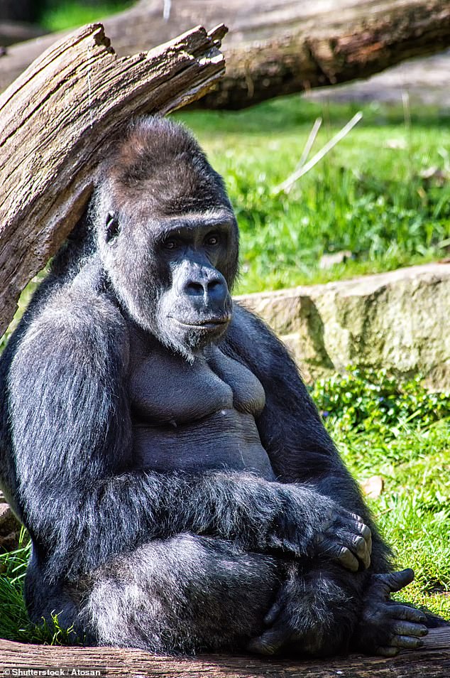 Male gorillas have very small penises and testicles and produce little sperm. Previous studies have attributed this to their polygynous mating system (file image)