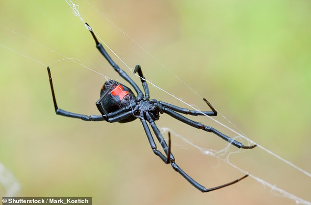 Pest control experts, health professionals and spider experts agree that the black widow's venomous bite is a major threat to children, the elderly and the sick. Many healthy adults, they point out, have survived black widow spider bites.