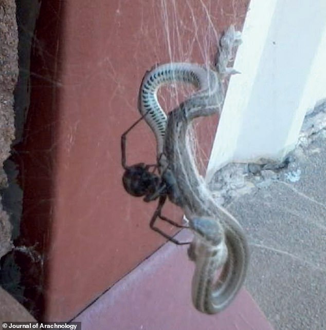 Half of all snake attacks on spiders took place in North America. Pictured: A dead snake wrapped in a black widow spider web on a building in Tulsa, Oklahoma.