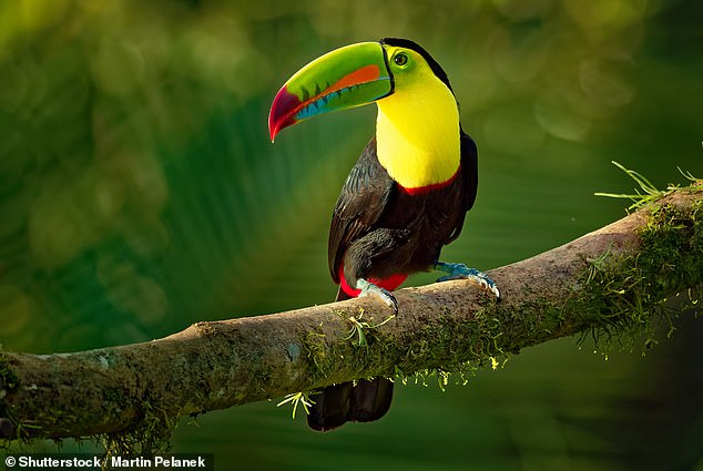 Teresa checks in at Ka'ana Resort, in San Ignacio, where you can spot elusive toucans (archive image)