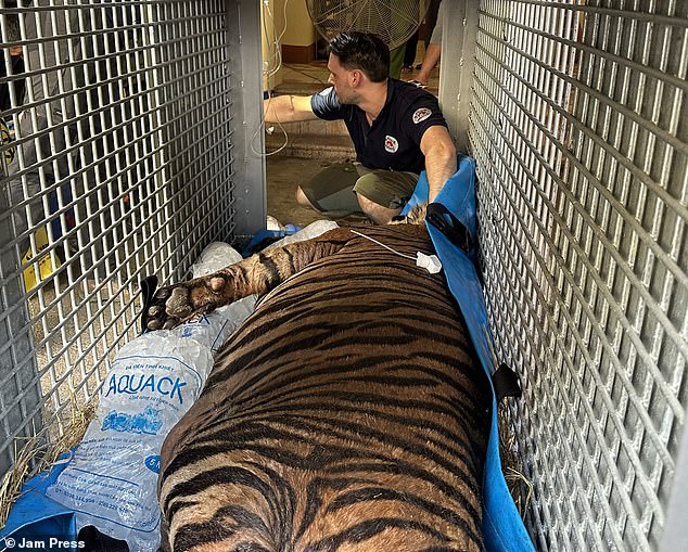 Police realized that the stocky tiger, which was crammed into a small cage, was having difficulty standing due to its weight, and contacted an animal sanctuary.