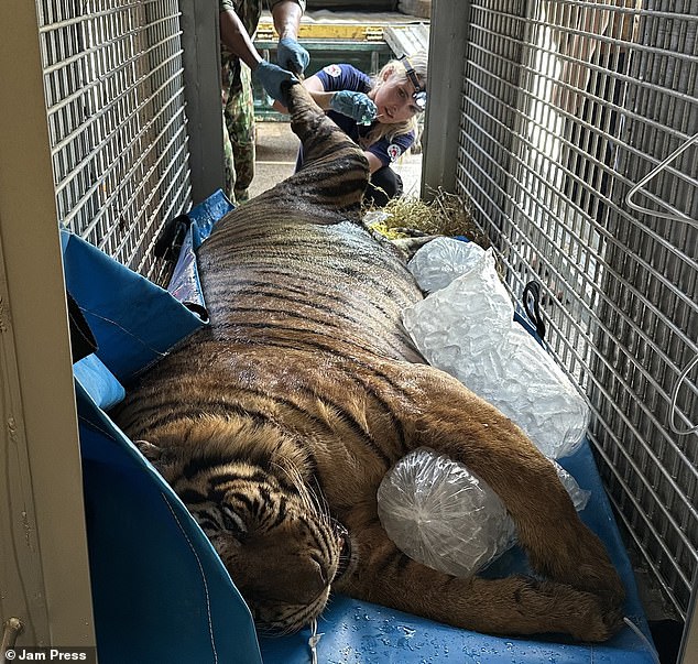 Officials were stunned to learn that the tiger weighed 31.5 kilos, but volunteers who treated the big cat said they had put the animal on a strict diet.