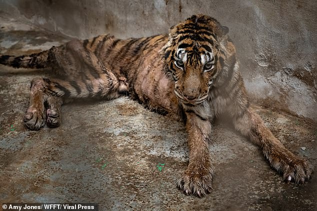 Heartbreaking images show Salamas with patches of hair missing from her skeletal frame as she lies exhausted and emaciated on the dirty concrete.