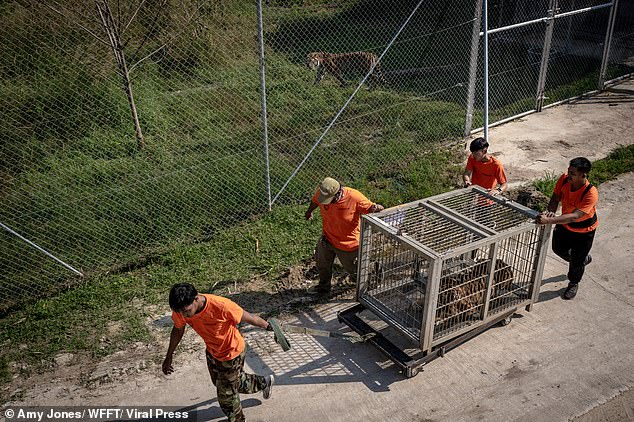 Salamas is among 53 tigers and leopards who were rescued from the breeding farm facing bankruptcy and prosecution for alleged illegal wildlife trade by veterinarians and experts from the Friends of Wildlife Foundation of Thailand (WFFT). .