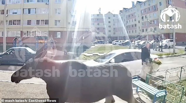 The moose was seen on CCTV cameras near a local hypermarket and on other streets.