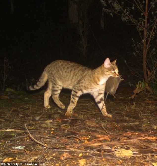 Feral cats are a big problem for the Kowari (one appears in the photo after hunting a native marsupial)