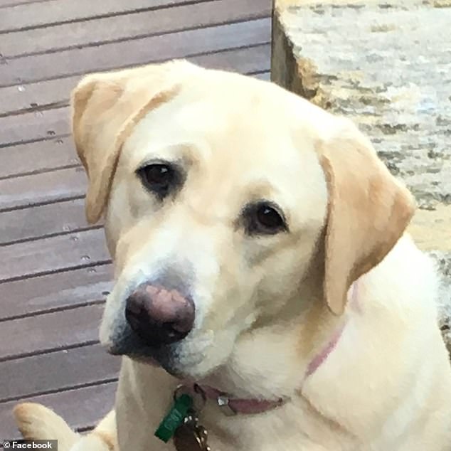 More recently, the family dog, Sunny, had also died, family friend Daele Dobsen told Daily Mail Australia.