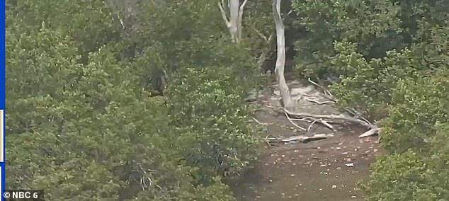 A look at the untamed terrain of Bird Key, home to birds, marine life, and state-protected mangroves.