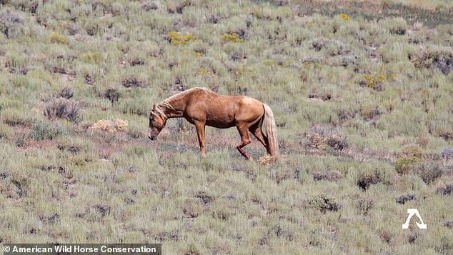 The nonprofit American Wild Horse Conservation (AWHC) estimates that hundreds of America's wild horses are killed each year during roundups or end up sold for slaughter through the unscrupulous adoption process.