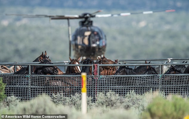 Shocking video of the raids has emerged, showing terrified horses and colts being chased by helicopters or all-terrain vehicles.