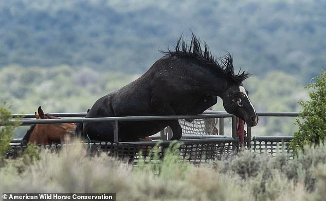 In April, the nonprofit revealed that 267 wild horses died in 2023 at the Bureau's largest facility in Nevada, Fallon Off-Range Corral.