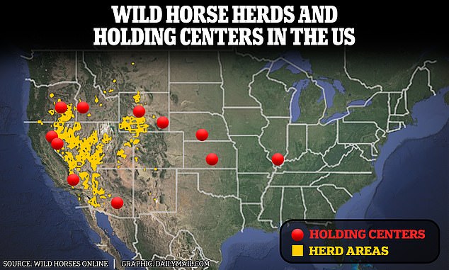 1716777479 616 The shame of Americas wild horse roundups Horrific images show