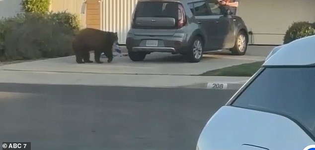 Neighbors have seen the bear calmly walking through the neighborhood with packets of sugar cookies in its jaws.