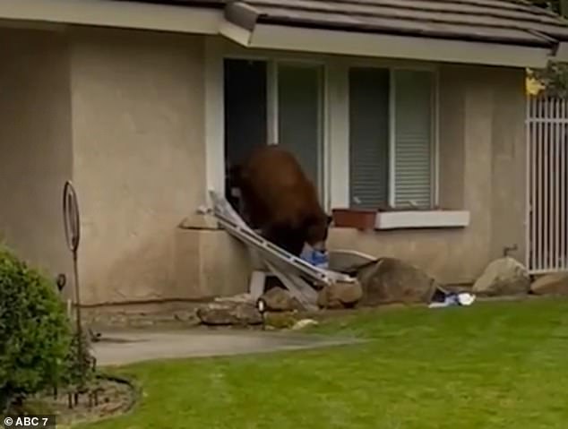 The four-legged thief knocked down a window screen at a home to steal a package of his favorite sandwich cookies, just a week after another bear broke into that family's car.