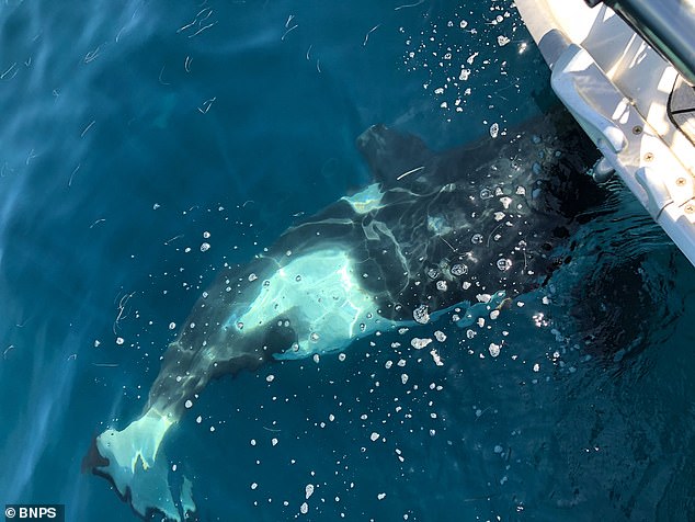 Orcas have started similar trends in the past, such as wearing dead salmon as hats and playing chicken. Pictured: An orca attacking Alan Bruce's yacht off the Iberian Peninsula in 2021