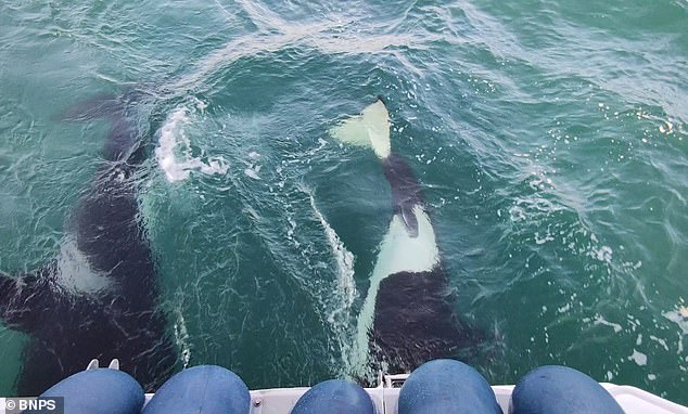 The report says that orcas are known to play with other objects or animals in the sea, but can fall overboard, in some cases killing the object of their fun. Pictured: Two killer whales attacking Dieter Peschkes' yacht off the Iberian Peninsula in 2021