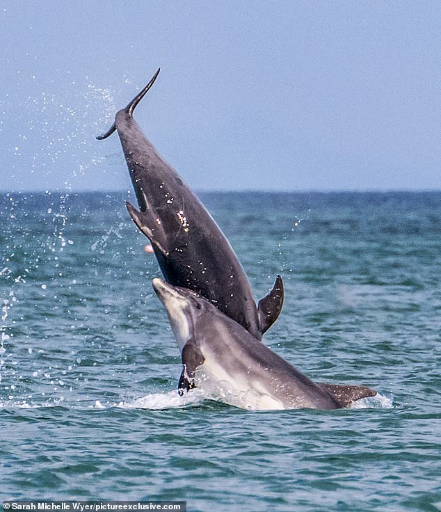 Sarah Michelle Wyer, marine zoologist and wildlife guide for Dolphin Spotting Boat Trips, told the Mail: We don't see them (bottlenose dolphins) on every trip we take, but when we see them 