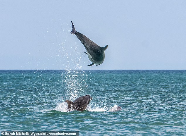 Bottlenose dolphins are commonly found along the west coast of Wales, but are found throughout the UK.