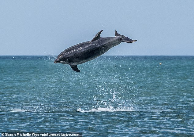 The dolphins took turns showing off their best moves, jumping out of the water in full view of the tourists.