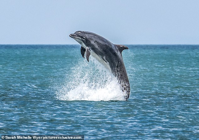 Marine zoologist Sarah Michelle Wyer took the photographs while working as a wildlife guide for Dolphin Spotting Boat Trips.