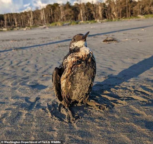 About four common murres (pictured) were found covered in oil on beaches in Washington and Oregon. Two of the birds had died when they were recovered and one had to be euthanized after rescuers analyzed its injuries.