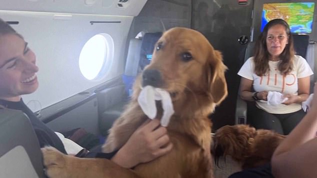 The furry passengers fly better than most humans, with onboard amenities including a lounge full of treats and toys, quick check-ins, and even an onboard spa for pups.