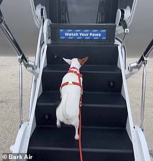 The pet company BARK was founded in 2011. Pictured is a puppy climbing the stairs of the plane.