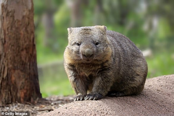 Wombats are short-legged marsupials native to Australia.