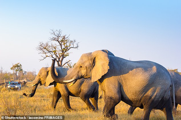 Ethiopia Airlines now flies to Maun in Botswana, the departure point for safaris in the Okavango Delta (above)